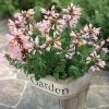 Arizona™ Sunset Hummingbird Mint Seeds -Botanical Bliss 51021 pk p1
