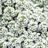 Clear Crystal® White Sweet Alyssum Seeds -Botanical Bliss 51028 PK 1000