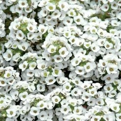 Clear Crystal® White Sweet Alyssum Seeds