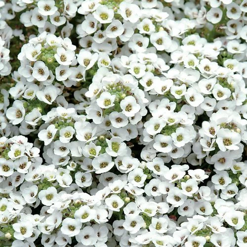 Clear Crystal® White Sweet Alyssum Seeds 3 Clear Crystal® White Sweet Alyssum Seeds