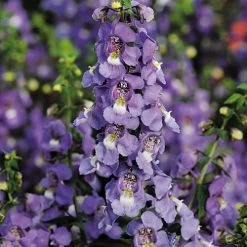 Serena® Blue Angelonia Seeds