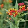 Tropical Butterfly Weed Seeds -Botanical Bliss 51035 PK P1