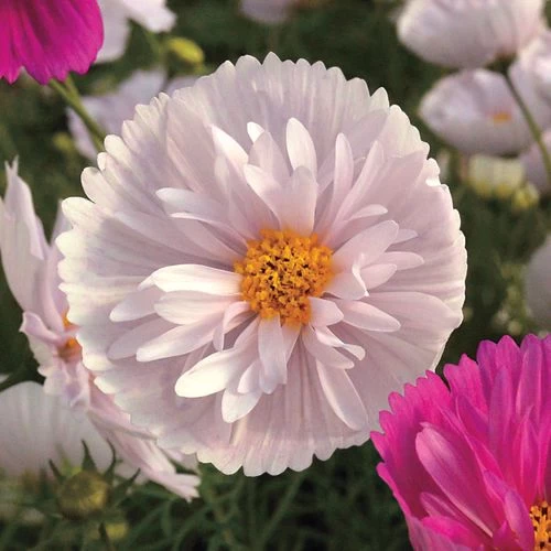 'Cupcakes And Saucers Mix' Cosmos Seeds 4 'Cupcakes And Saucers Mix' Cosmos Seeds - Image 2