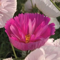 'Cupcakes And Saucers Mix' Cosmos Seeds 8 'Cupcakes And Saucers Mix' Cosmos Seeds -Botanical Bliss 51042 2