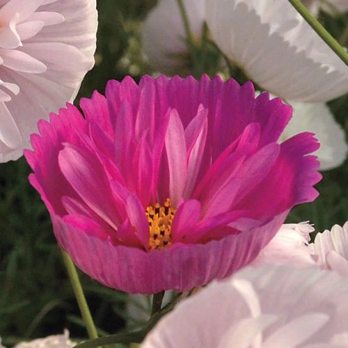 'Cupcakes And Saucers Mix' Cosmos Seeds 5 'Cupcakes And Saucers Mix' Cosmos Seeds - Image 3