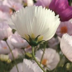 'Cupcakes And Saucers Mix' Cosmos Seeds 9 'Cupcakes And Saucers Mix' Cosmos Seeds -Botanical Bliss 51042 3