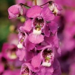 Serenita® Raspberry Angelonia Seeds