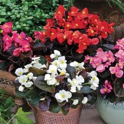Bada Boom® Mix Begonia Seeds