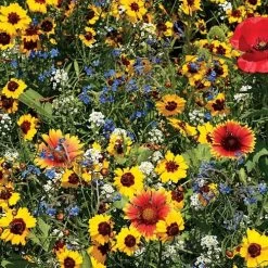 Bee Buddies Wildflower Mix Seeds