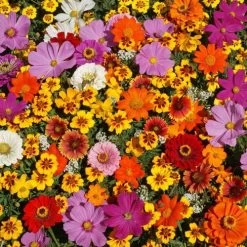 Monarch Butterfly Wildflower Mix Seeds -Botanical Bliss 51089 PK P1 2
