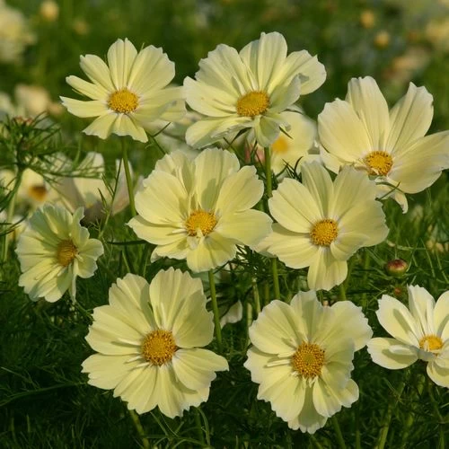 Xanthos Cosmos Seeds 4 Xanthos Cosmos Seeds - Image 2