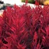 Dragon's Breath® Celosia Seeds