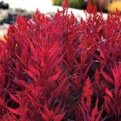 Dragon's BreathĀ® Celosia Seeds