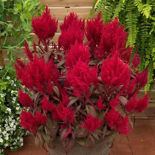 Dragon's Breath® Celosia Seeds 4 Dragon's Breath® Celosia Seeds - Image 2