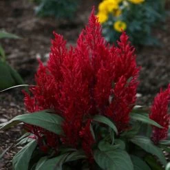 Dragon's Breath® Celosia Seeds 7 Dragon's Breath® Celosia Seeds -Botanical Bliss 51106 2