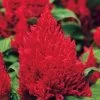 First Flame™ Red Celosia Seeds -Botanical Bliss 51107 PK 500