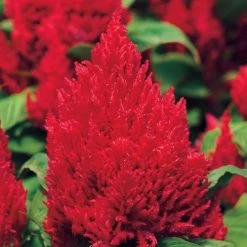 First Flame™ Red Celosia Seeds