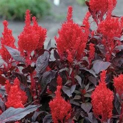 China Town Celosia Seeds