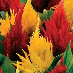 First Flame™ Mix Celosia Seeds