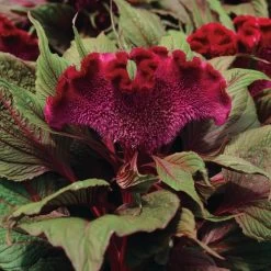 Dracula Celosia Seeds