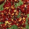 Roulette Coreopsis Seeds -Botanical Bliss 51117 pk p1