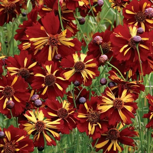 Roulette Coreopsis Seeds 3 Roulette Coreopsis Seeds