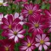 Peppermint Candy Cosmos Seeds -Botanical Bliss 51136