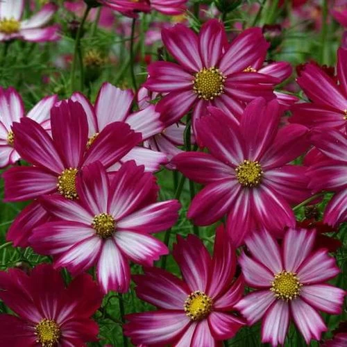 Peppermint Candy Cosmos Seeds 3 Peppermint Candy Cosmos Seeds