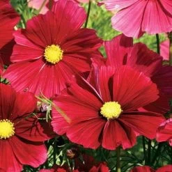 'Rubenza' Cosmos Seeds