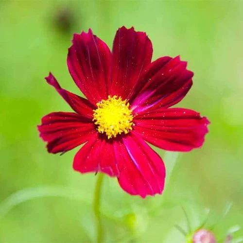 'Rubenza' Cosmos Seeds 4 'Rubenza' Cosmos Seeds - Image 2