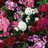 Dash™ F1 Mix Dianthus Seeds 2 Dash™ F1 Mix Dianthus Seeds -Botanical Bliss 51159 PK 100