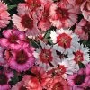Super Parfait™ Mix Dianthus Seeds -Botanical Bliss 51160 PK 100