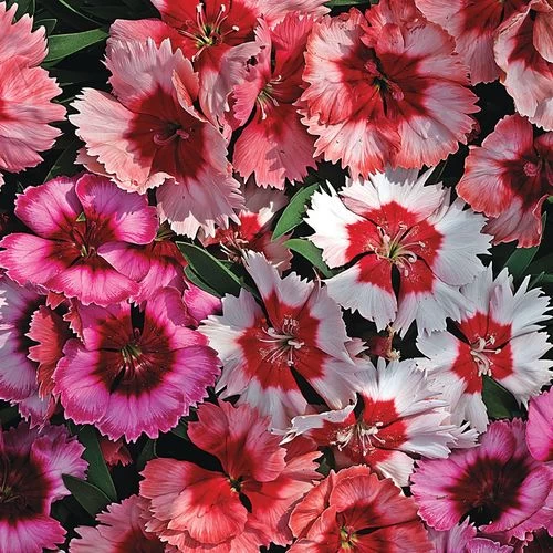 Super Parfait™ Mix Dianthus Seeds 3 Super Parfait™ Mix Dianthus Seeds