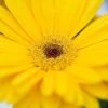 Majorette Yellow Dark Eye Gerbera Seeds -Botanical Bliss 51174