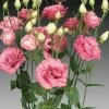 Cessna Rose Lisianthus Seeds 2 Cessna Rose Lisianthus Seeds -Botanical Bliss 51181 pk p1