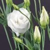 Cessna White Lisianthus Seeds 1 Cessna White Lisianthus Seeds -Botanical Bliss 51182 pk p1