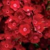 Rockin'™ Red Dianthus Seeds -Botanical Bliss 51188