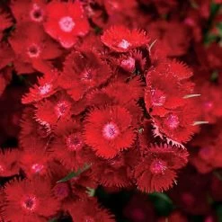 Rockin'™ Red Dianthus Seeds