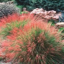 Undaunted® Ruby Muhly Grass Seeds