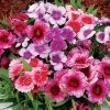 Diana Picotee Mix Dianthus Seeds -Botanical Bliss 51197 PK 250