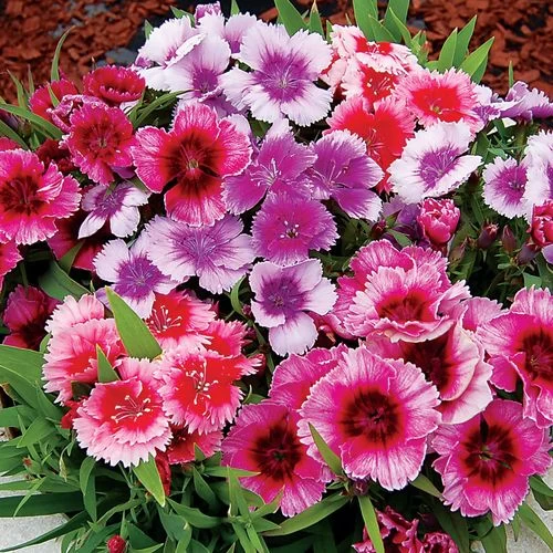 Diana Picotee Mix Dianthus Seeds 3 Diana Picotee Mix Dianthus Seeds