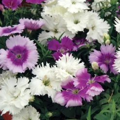 Diana Lavandula Mix Dianthus Seeds