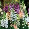 Dalmatian Mix Digitalis Seeds -Botanical Bliss 51209 PK 250