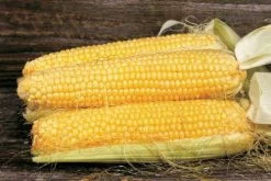 Butterfruit Original Early Corn Seeds -Botanical Bliss 5122