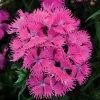 Rockin'™ Purple Dianthus Seeds 1 Rockin'™ Purple Dianthus Seeds -Botanical Bliss 51227 PK P1