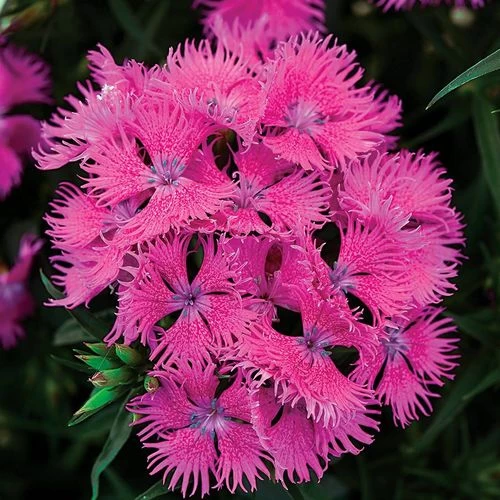 Rockin'™ Purple Dianthus Seeds 3 Rockin'™ Purple Dianthus Seeds