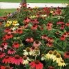 Cheyenne Spirit Coneflower Seeds -Botanical Bliss 51231