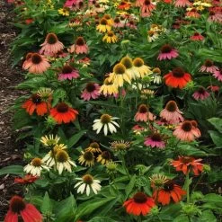 Cheyenne Spirit Coneflower Seeds -Botanical Bliss 51231 2