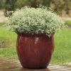Glitz Euphorbia Seeds -Botanical Bliss 51234 PK 100