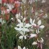 Sparkle White Gaura Seeds 1 Sparkle White Gaura Seeds -Botanical Bliss 51239